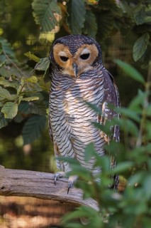 A Spotted wood owl, Strix seloputo, sitting in a tree, partially hidden behind leaves