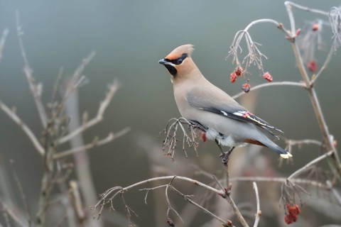 Bohemian Waxwing (Bombycilla garrulus), North Rhine-Westphalia, Germany