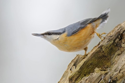 Kleiber (Sitta europaea), Nuthatch, Altvogel im Winter, droht einem Rivalen, Februar, Oberhausen,