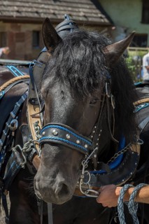 Black horse haltered for the Kirchweih, Middle Franconia, Bavaria, Germany