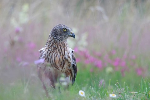 Western Marsh Harrier (Circus aeruginosus) male on grassland in rain, Poland