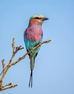 Lilac-breasted roller (Coracias caudatus) sitting on a branch in front of a blue sky, Kruger