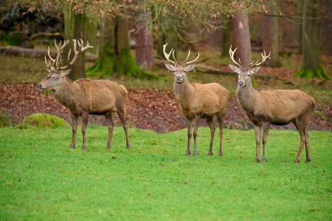 Three stags with large antlers standing on a green meadow in the forest, red deer (Cervus elaphus),