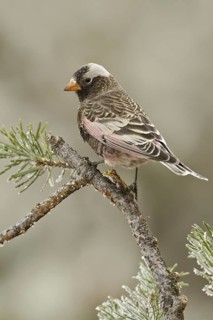 Black Rosy Finch (Leucosticte atrata), New Mexico, USA