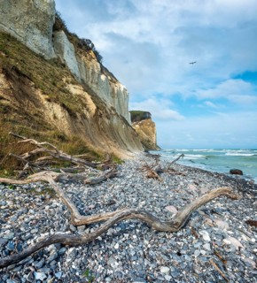 Pebble beach with flints and driftwood on the chalk cliffs of Møns Klint on the Baltic Sea, a