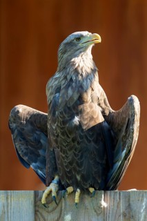 An eagle sits on a wooden fence with its wings outstretched, illuminated by the sun, White-tailed