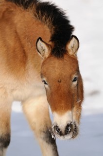 Przewalski's horse with snow on its mouth, clear view, wintry scene, Przewalski's horse (Equus