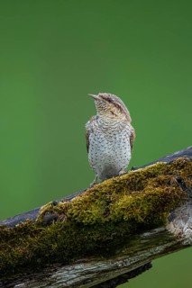 Eurasian Wryneck (Jynx torquilla), Hesse, Germany