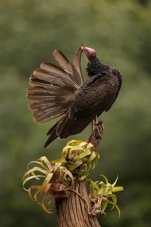 Turkey vulture preening in rainforest, costa rica