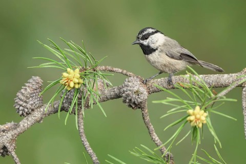 Mountain Chickadee (Poecile gambeli) perched on a conifer branch, Colorado, USA
