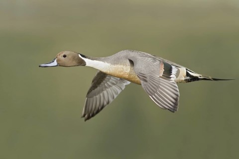 Northern Pintail (Anas acuta) male flying, British Columbia, Canada