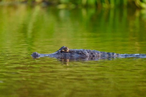 A caiman swims calmly in the water, surrounded by greenery, Spectacled caiman (Caiman yacare,