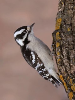 Downy Woodpecker (Dryobates pubescens) female, Saskatchewan, Canada