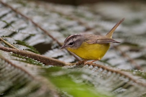 Golden-crowned Warbler (Basileuterus culicivorus), Atlantic rainforest, Brazil