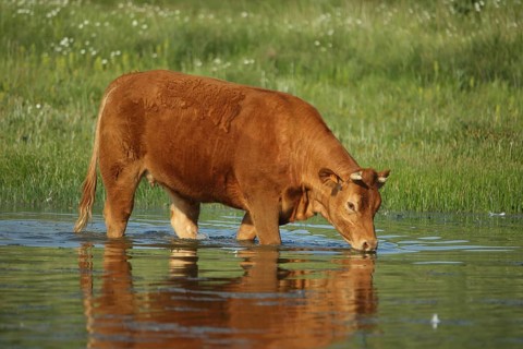 Cattle (Bos primigenius) standing in water while feeding, lakeside, drinking, Los Barruecos,