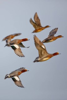 Eurasian Wigeon (Mareca penelope) flying, Friesland, Netherlands