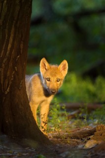 Wolf (Canis lupus), young wolf in forest at sunrise, summer, Germany