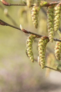 Columnar hornbeam (Carpinus betulus 'Columnaris'), Saxon State Office for the Environment, Germany