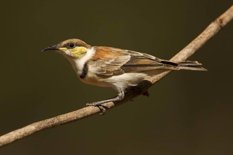 Banded Honeyeater (Cissomela pectoralis) juvenile, Western Australia, Australia