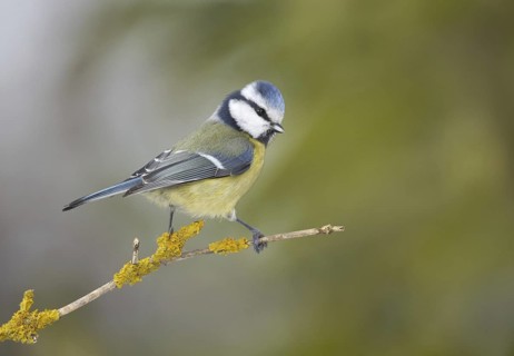 Eurasian Blue Tit (Cyanistes caeruleus), Mecklenburg-Western Pomerania, Germany