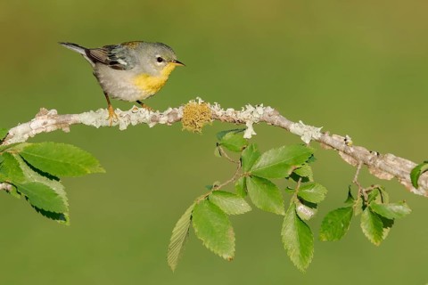 Northern Parula (Setophaga americana) female perched on a branch, Texas, USA