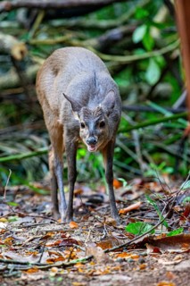 Grossmazama (Mazama americana) Pantanal Brazil