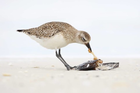 Grey Plover (Pluvialis squatarola), Florida, USA