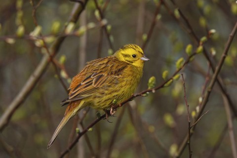 Yellowhammer (Emberiza citrinella) male, North Rhine-Westphalia, Germany