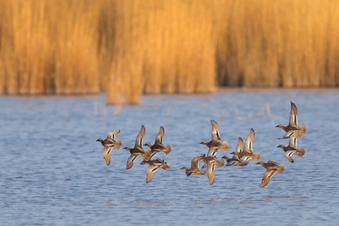 Garganey, Anas querquedula, Sarcelle d'été, Cerceta Carretona, Lake Neusiedl, Burgenland, Austria