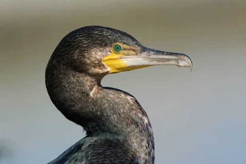 Great Cormorant (Phalacrocorax carbo), Victoria, Australia