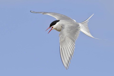 Arctic Tern (Sterna paradisaea), Manitoba, Canada