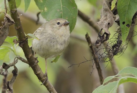Grey Warbler-Finch (Certhidea fusca), Galapagos, Ecuador