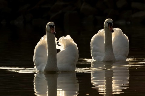 Mute Swan (Cygnus olor) pair, Bavaria, Germany
