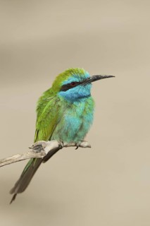 Green Bee-eater (Merops orientalis), Oman