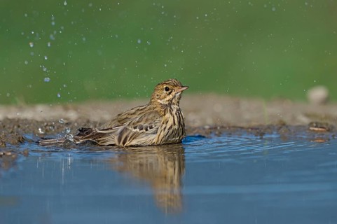 Tree Pipit (Anthus trivialis) bathing at a waterhole, Aosta Valley, Italy