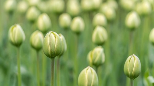 A fresh, vibrant close-up image of green tulip buds poised to bloom, set against a lush, leafy