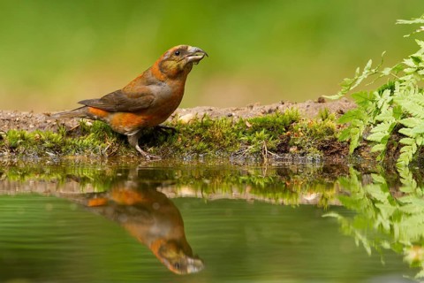 Red Crossbill (Loxia curvirostra) male, Utrecht, Netherlands