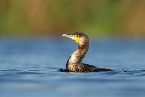 Great Cormorant (Phalacrocorax carbo), Utrecht, Netherlands