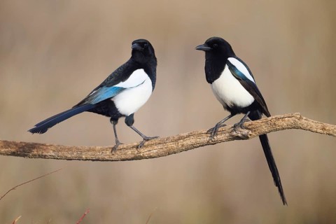 Two magpies, notable for their bold black and white plumage and iridescent blue wing patches, are