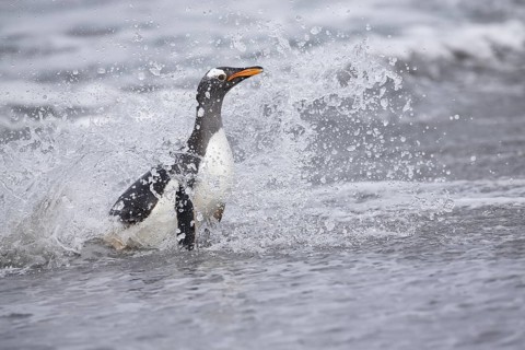 Gentoo Penguin (Pygoscelis papua) emerging from the surf, Sea Lion Island, Falkland Islands