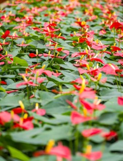 A lush field showcasing the vivid red and yellow blooms of Anthurium andraeanum, surrounded by