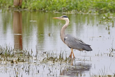 Grey heron (Ardea cinerea), standing in the shallow water of a moor, Ochsenmoor, Dümmer See, Hüde,