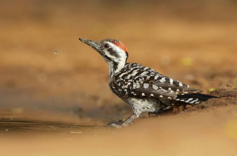 Ladder-backed Woodpecker (Dryobates scalaris) male, Texas, USA