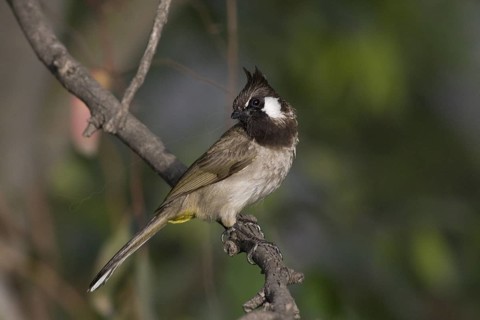 Himalayan Bulbul (Pycnonotus leucogenys), Pakistan