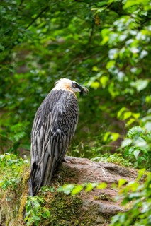 Bearded Vulture (Gypaetus barbatus) adult bird, sitting on a rock, Germany