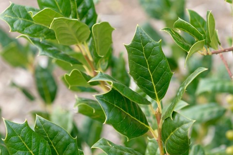 Holly (Ilex 'Nellie R. Stevens'), Landesanstalt für Landwirtschaf, Germany
