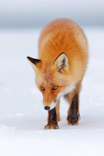 Red fox in white snow. Cold winter with orange fur fox. Hunting animal in the snowy meadow, Japan.