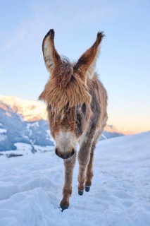 Domestic donkey (Equus asinus asinus) on a snowy meadow in the mountains in tirol at sunrise,
