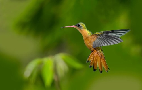Cinnamon Hummingbird Amazilia rutila rutila Puerto Vallarta, Jalisco, Mexico 14 June Adult in
