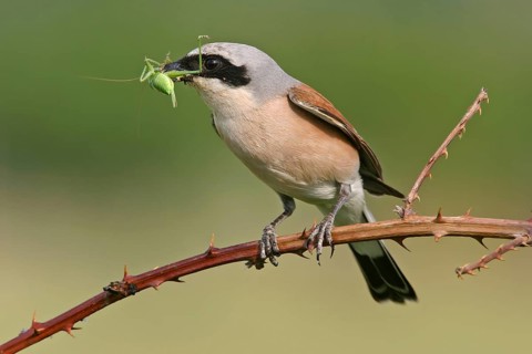 Red-backed shrike (Lanius collurio), Pie-griËche Ècorcheur, AlcaudÛn Dorsirrojo, Spider, spider,